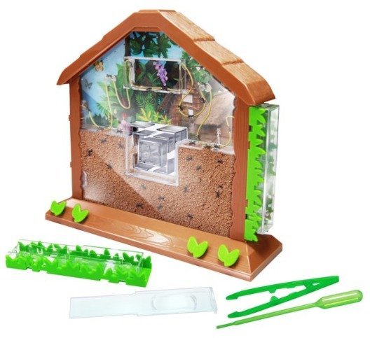 כפר נמלים שקוף מבית Eastcolight